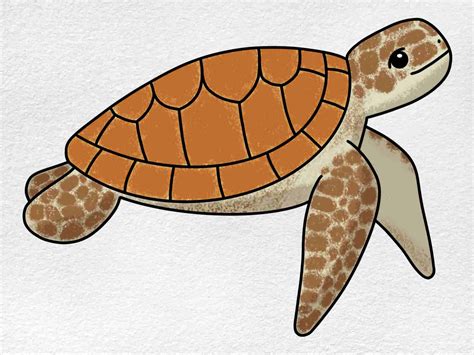 turtle images drawing|Explore 16,906+ Free Sea Turtle Illustrations: .
